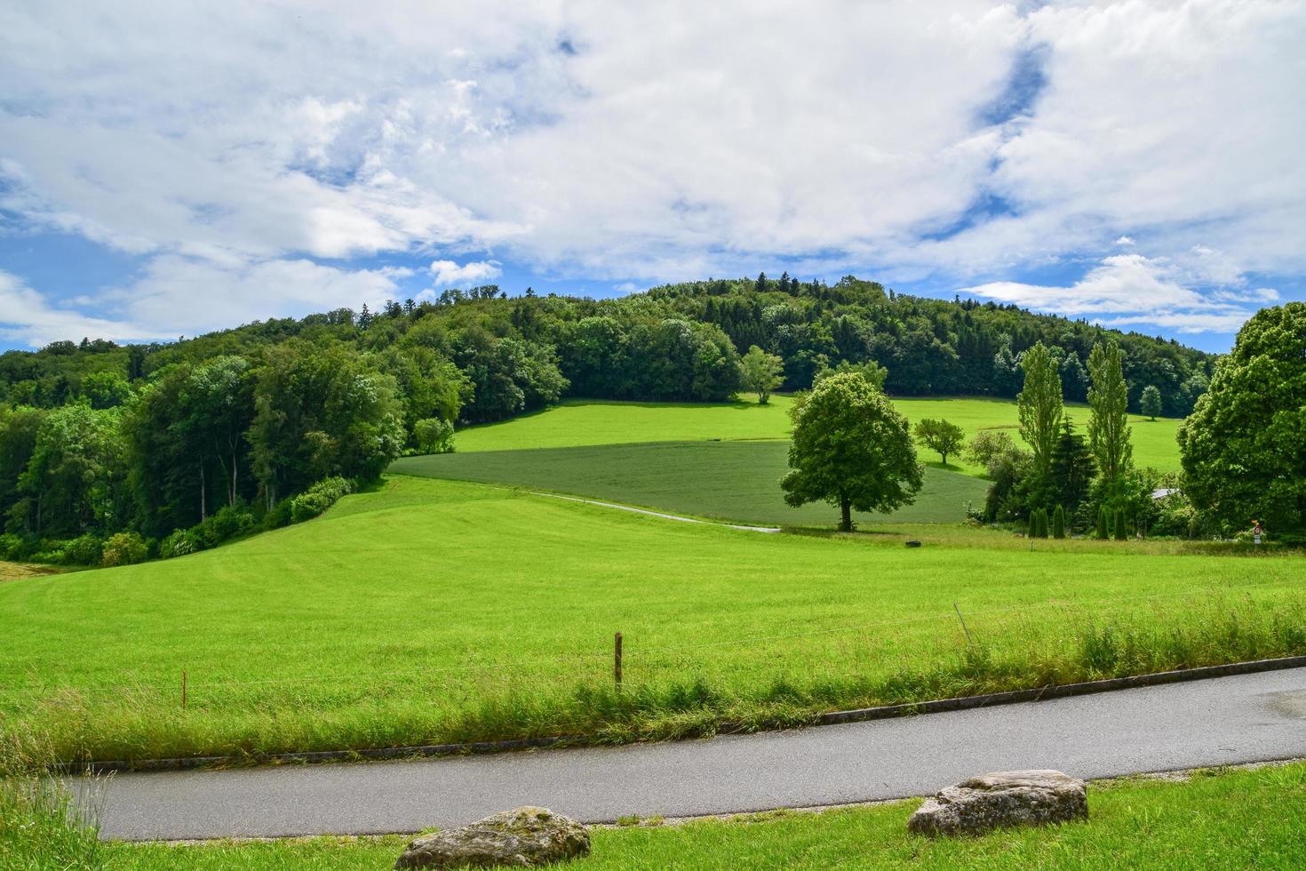 foresta in svizzera foto