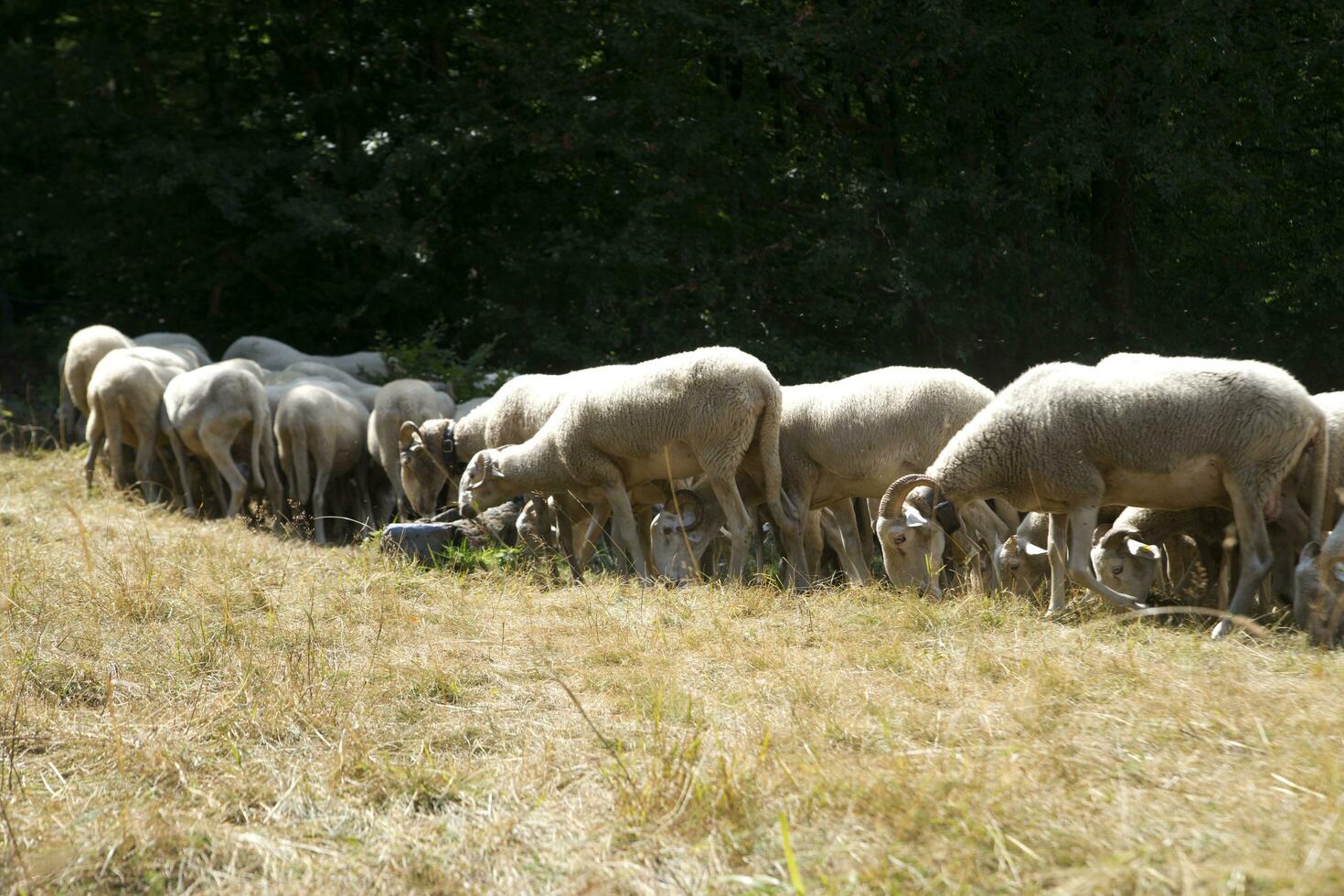 gregge di pecore al pascolo foto