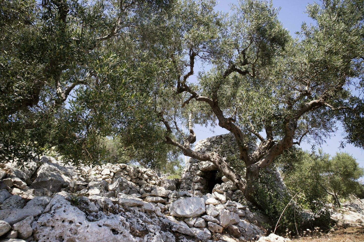 il pajare di salento foto