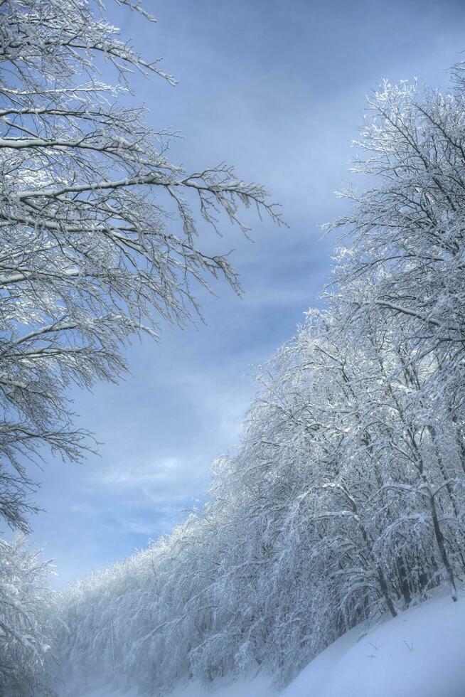 nevoso foresta su un' soleggiato giorno foto