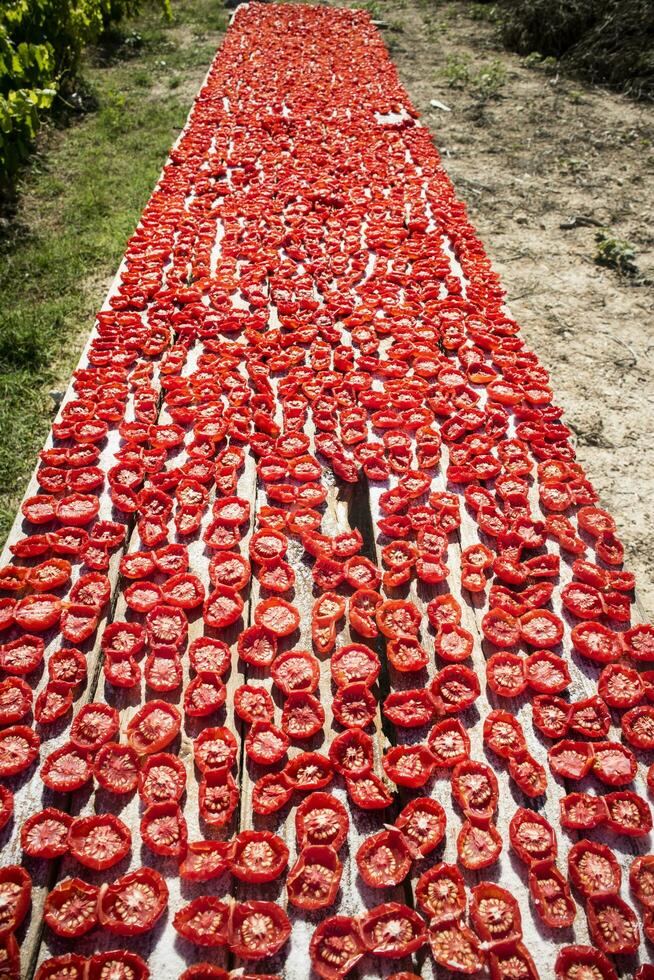 pachino pomodoro per asciutto foto