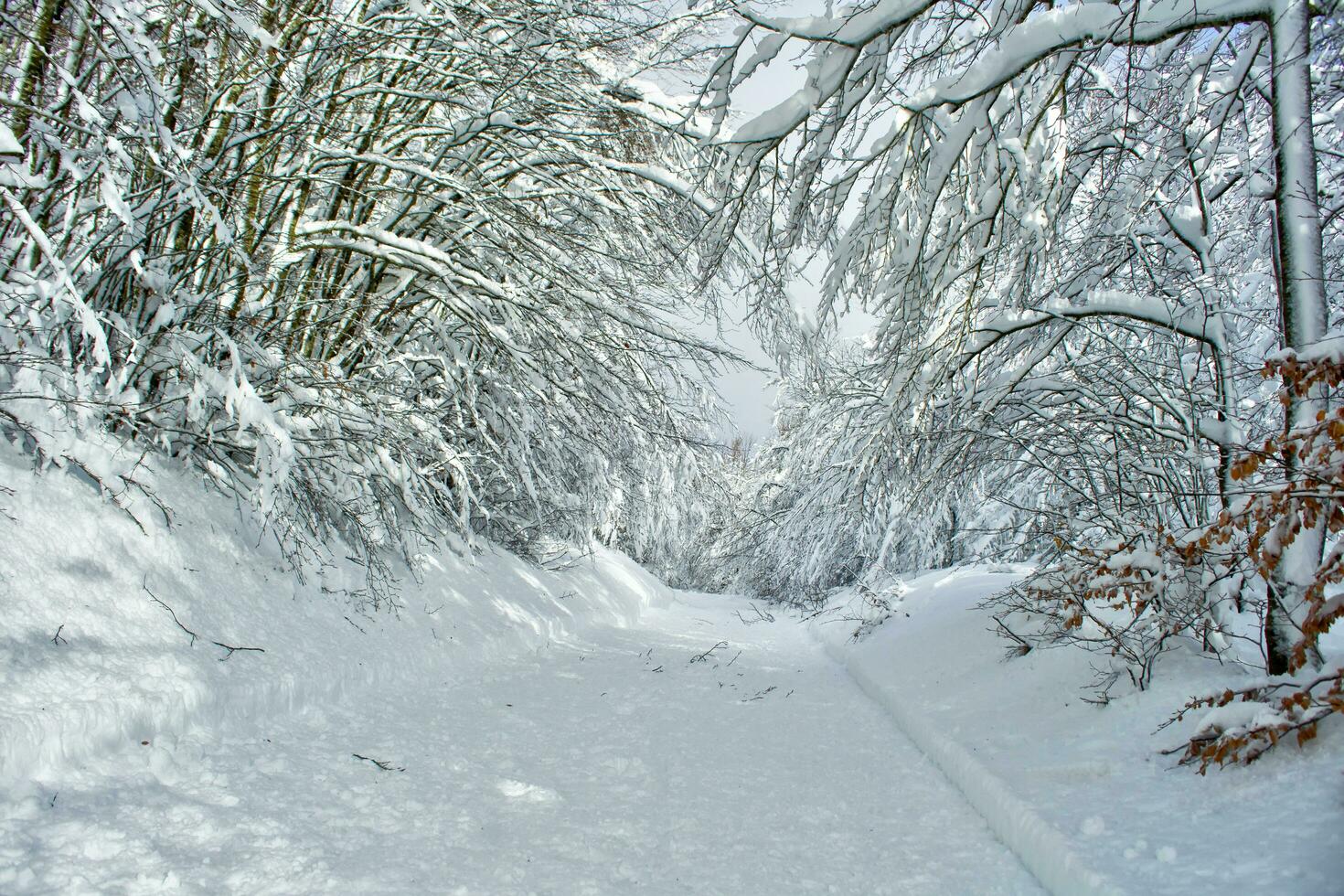 il strada nel il nevoso foresta foto