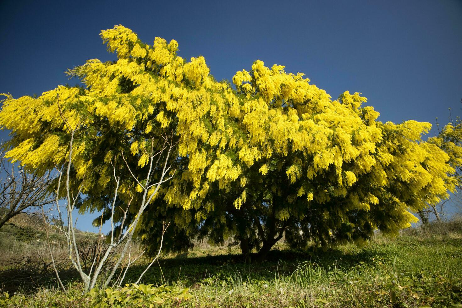il giallo fiore di mimosa foto