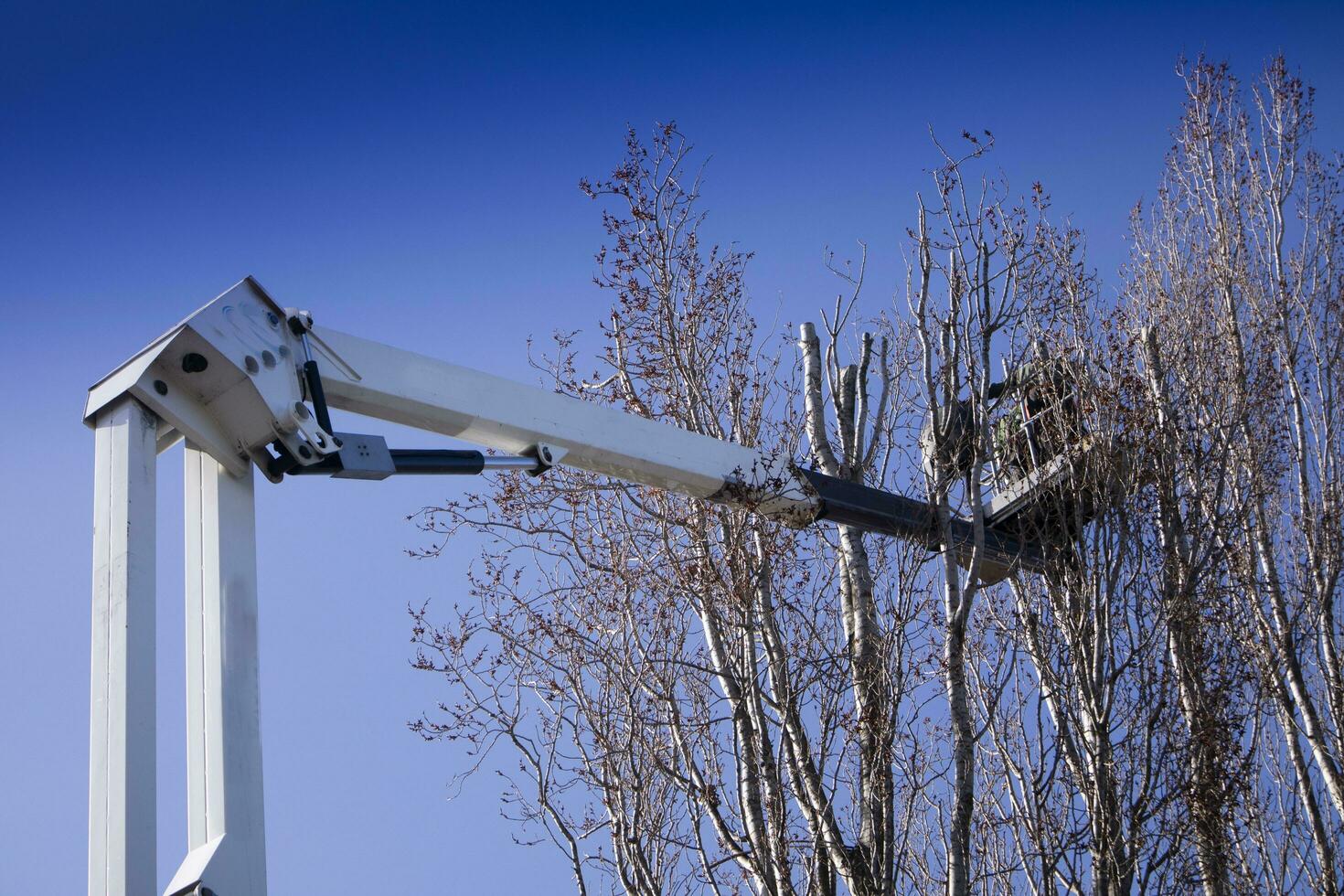 potatura di alto alberi foto