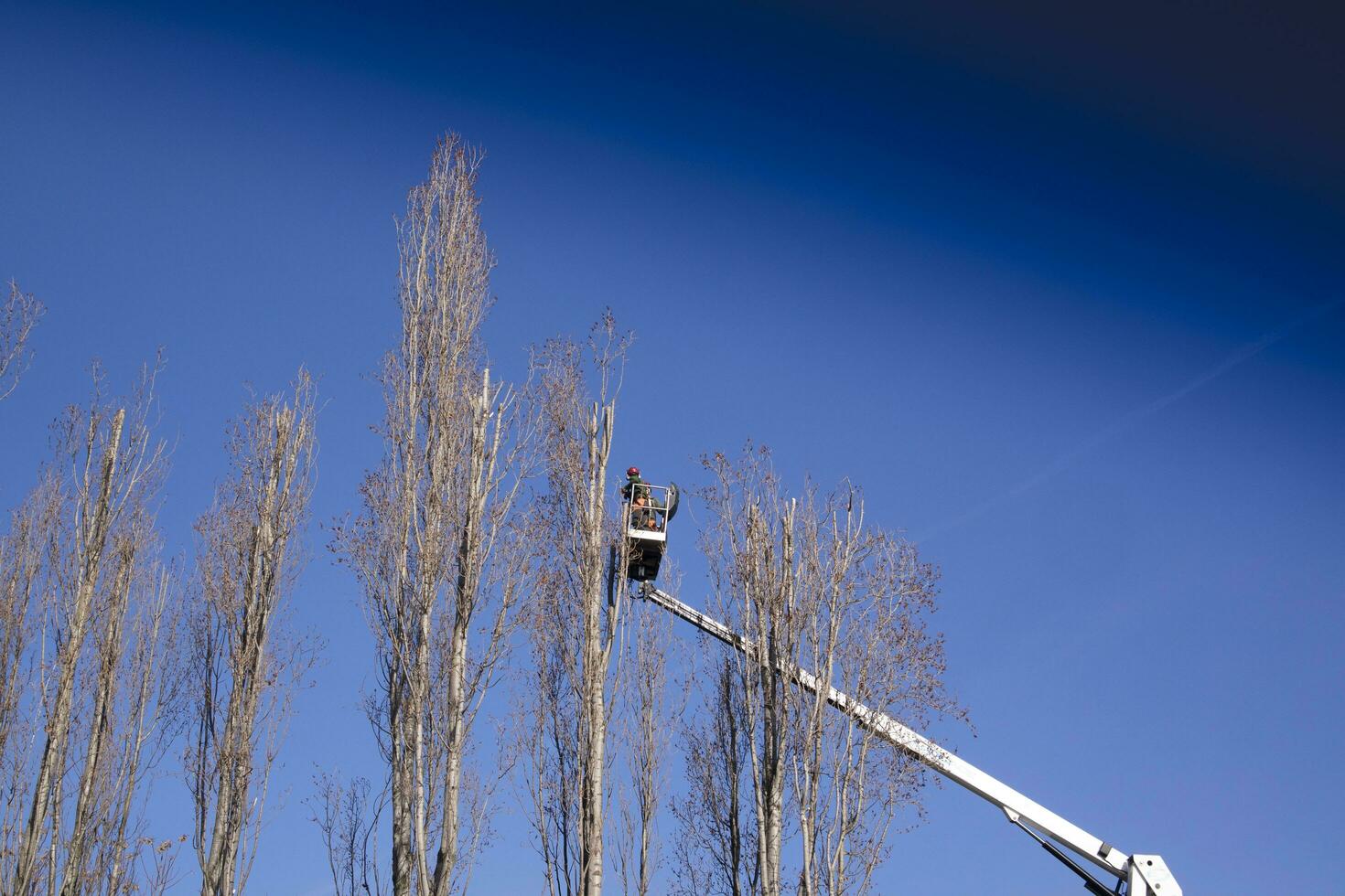 potatura di alto alberi foto