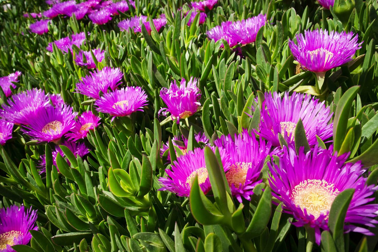 il fiore di il carpobrotus edulis foto