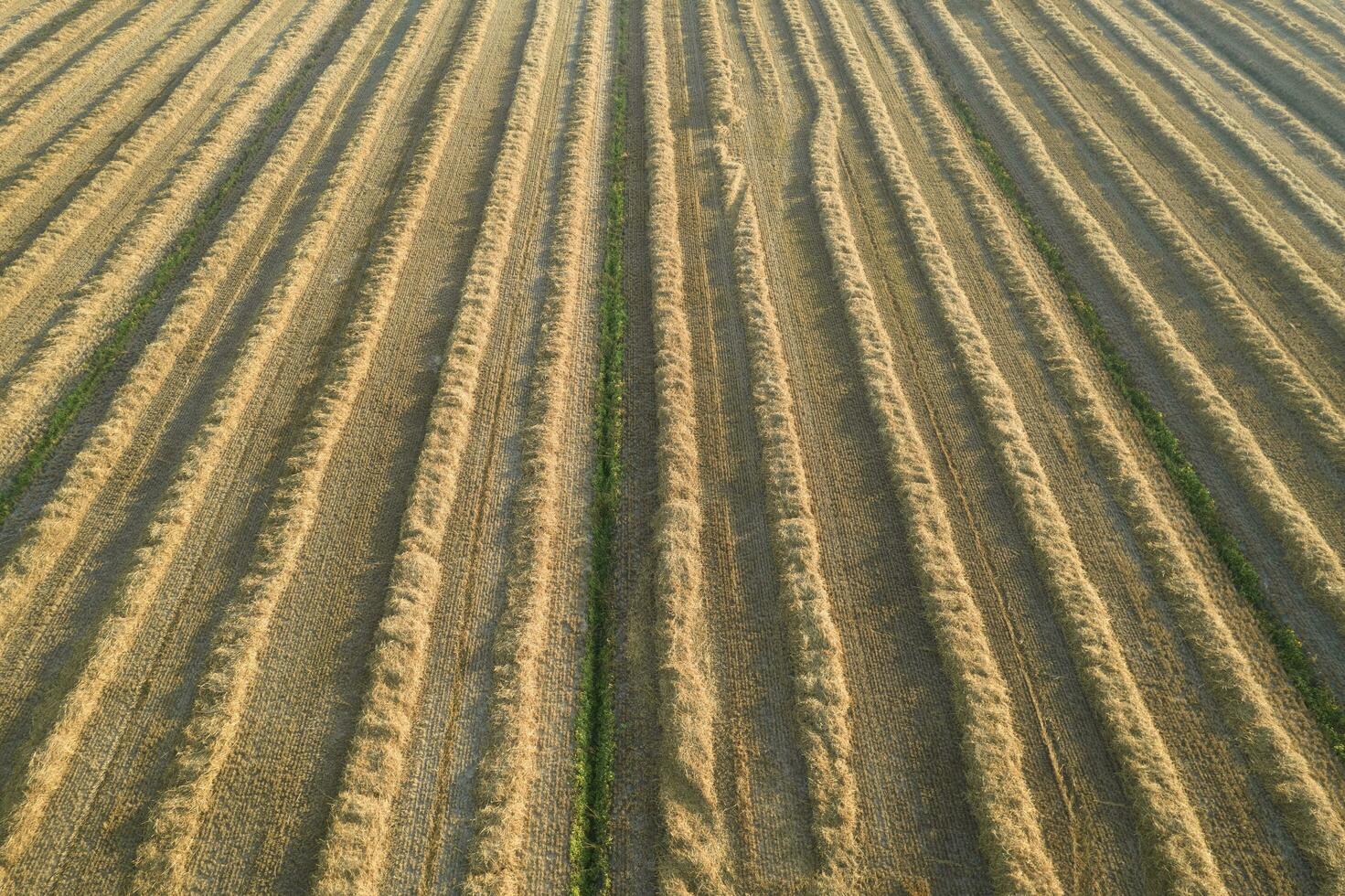 campo preparato per fieno raccolta foto