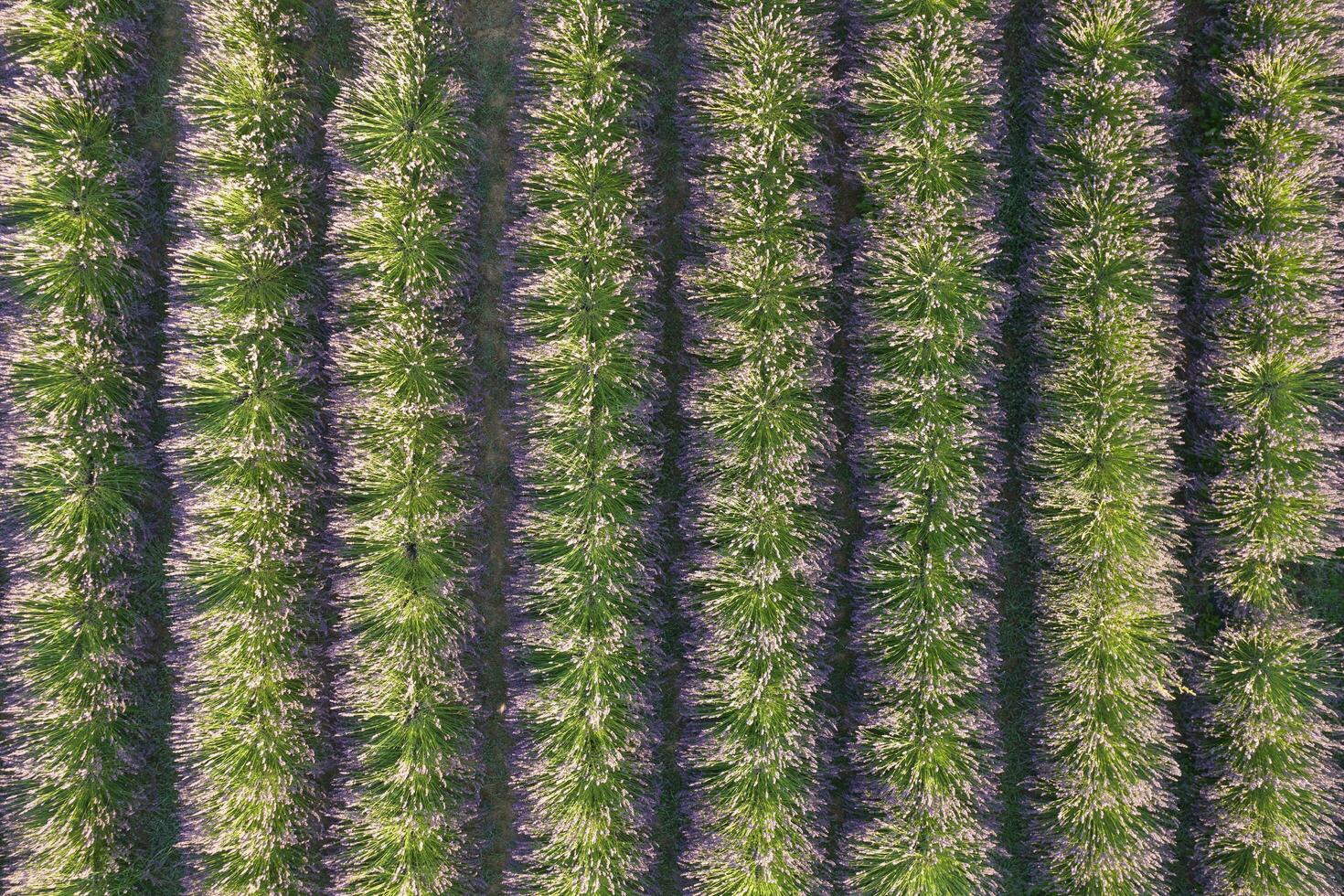 aereo tiro di un' lavanda campo foto