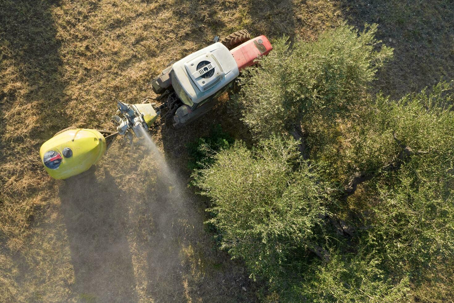 pesticida trattamento per un oliva piantagione foto