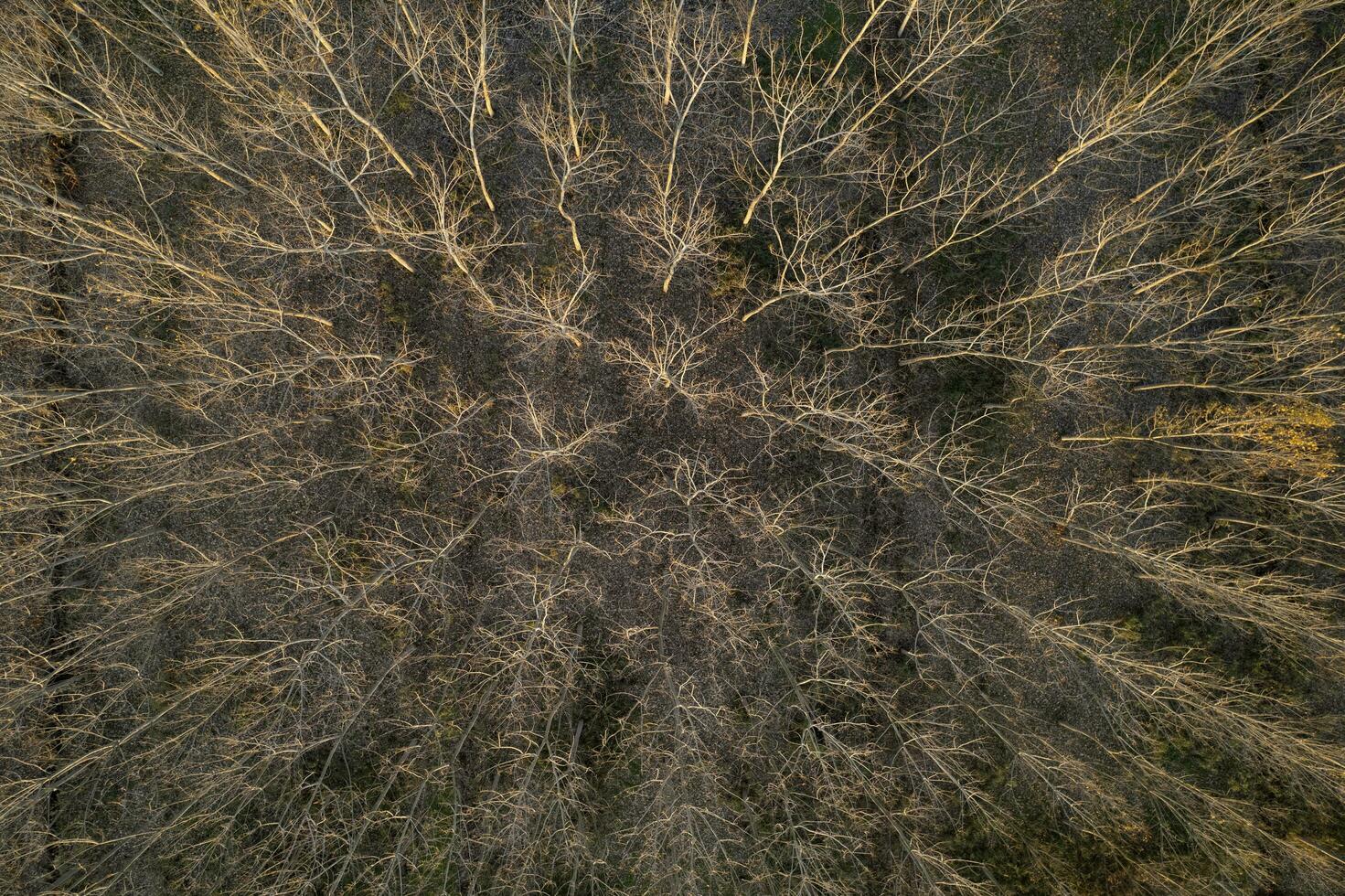 aereo Visualizza di un' foresta con spoglio alberi nel il inverno stagione foto