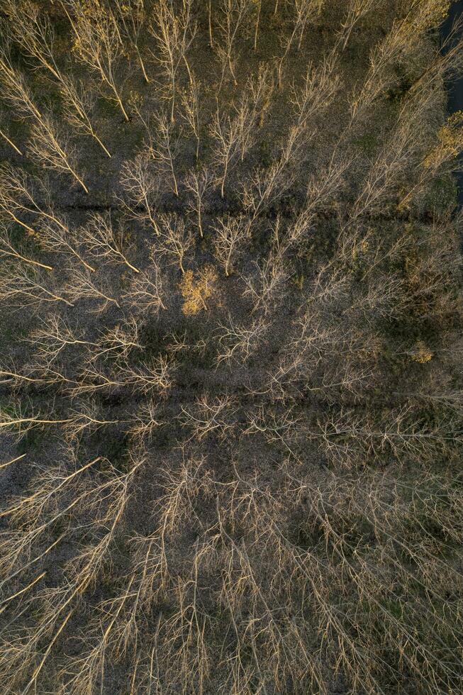 aereo Visualizza di un' foresta con spoglio alberi nel il inverno stagione foto