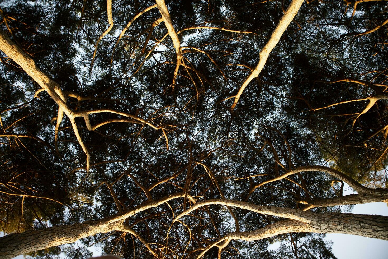 Visualizza di il sotto baldacchino di il pino foresta a alba foto