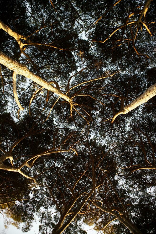 Visualizza di il sotto baldacchino di il pino foresta a alba foto