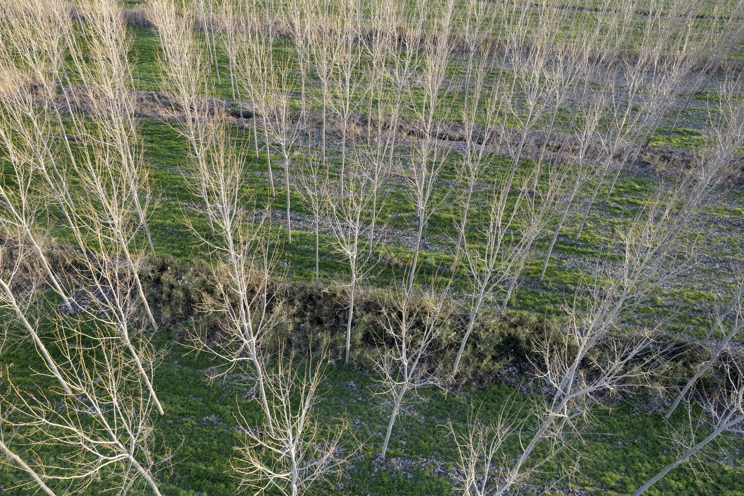 nuovo piantare di pioppo alberi per carta produzione foto