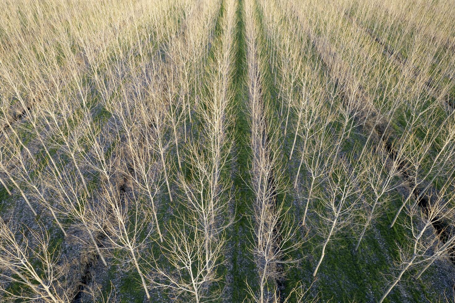 nuovo piantare di pioppo alberi per carta produzione foto