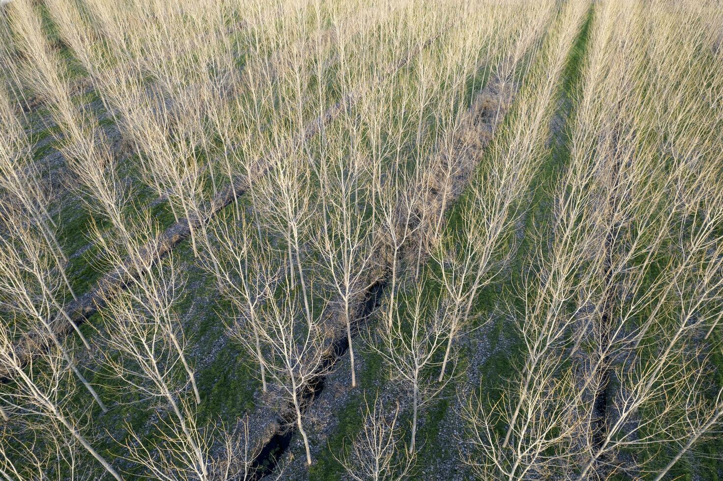 nuovo piantare di pioppo alberi per carta produzione foto