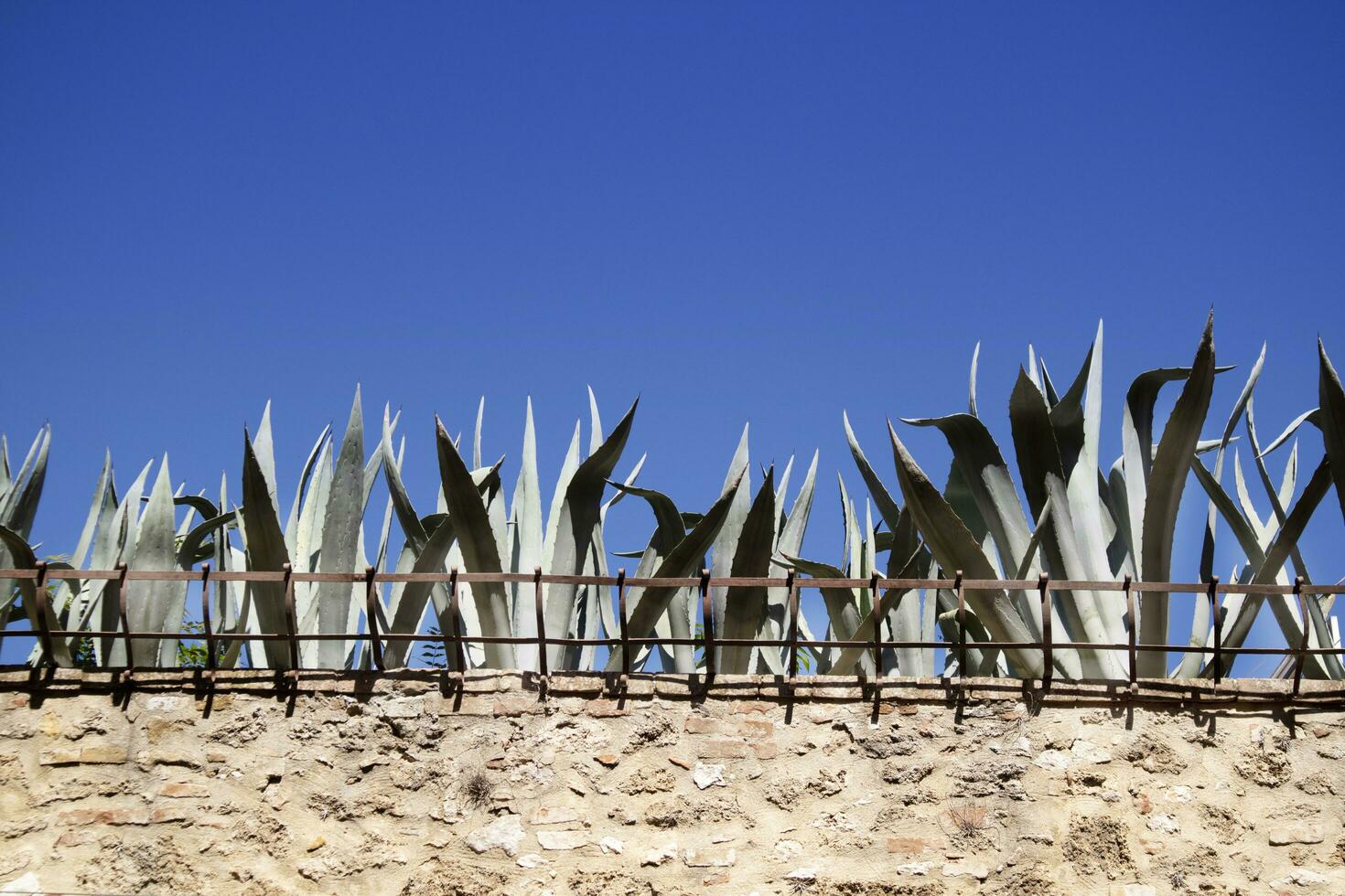 allegato parete con succulento impianti a il superiore foto