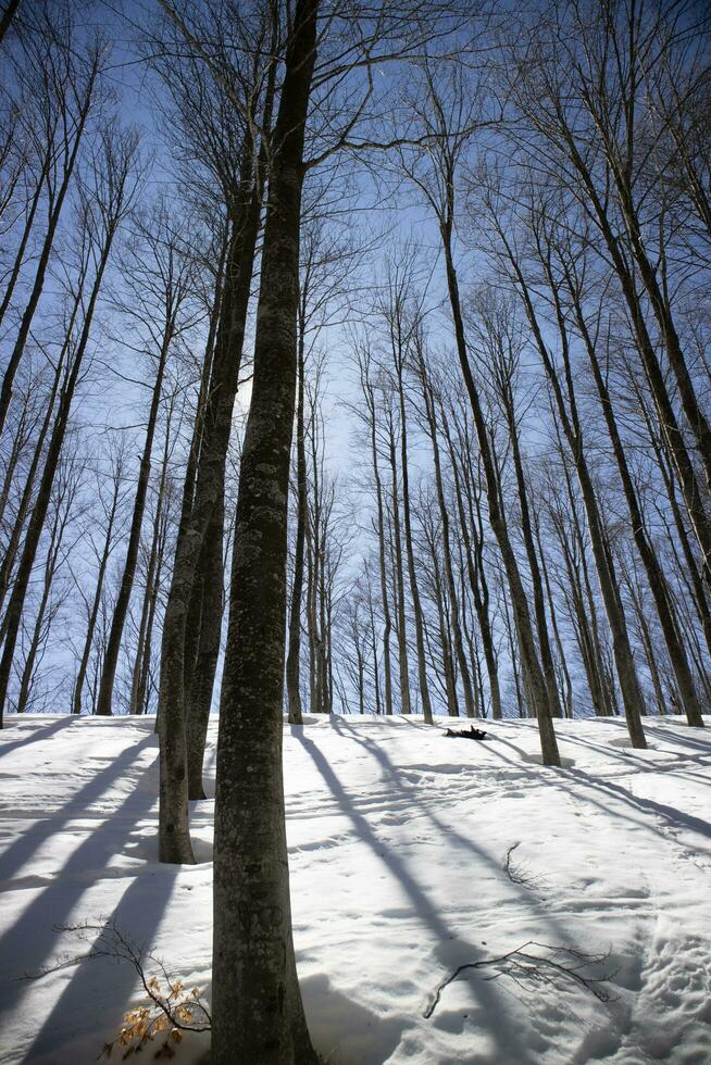 il bianca mantello di neve sotto il foresta contro il leggero foto