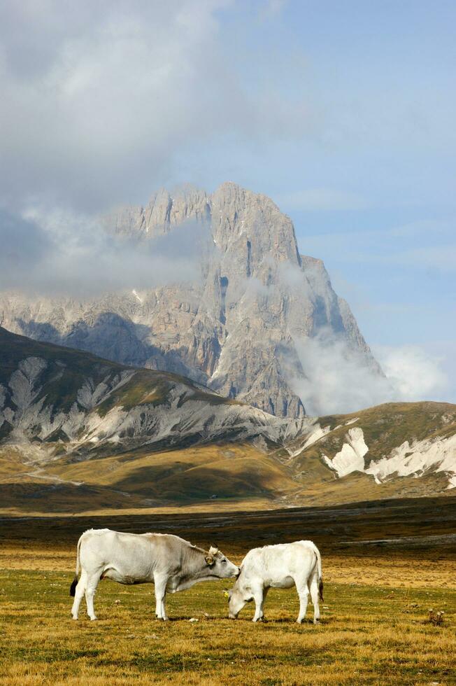 montagna paesaggio pascolo animali foto