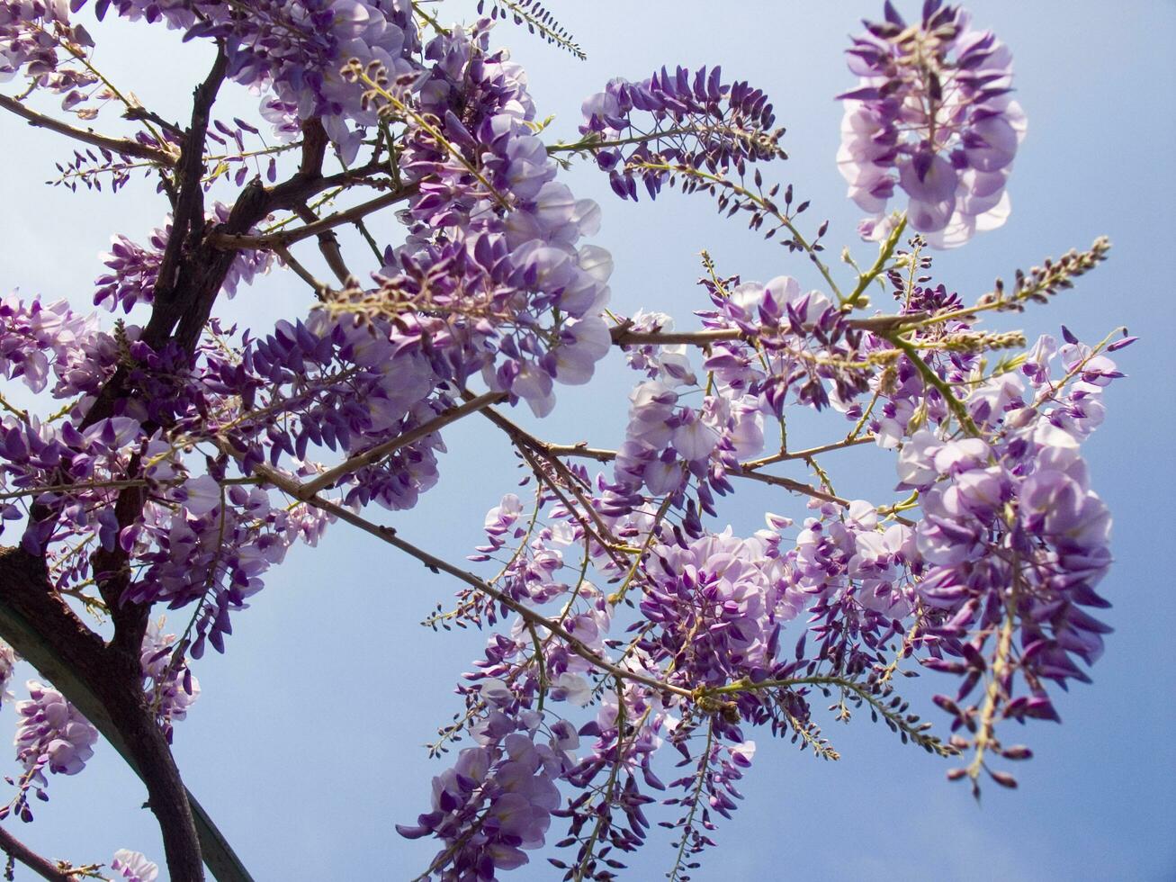 un' viola fiore è sospeso a partire dal un' albero foto
