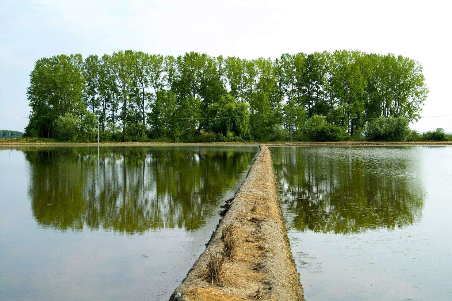 un' campo con un' fiume di acqua in esecuzione attraverso esso foto