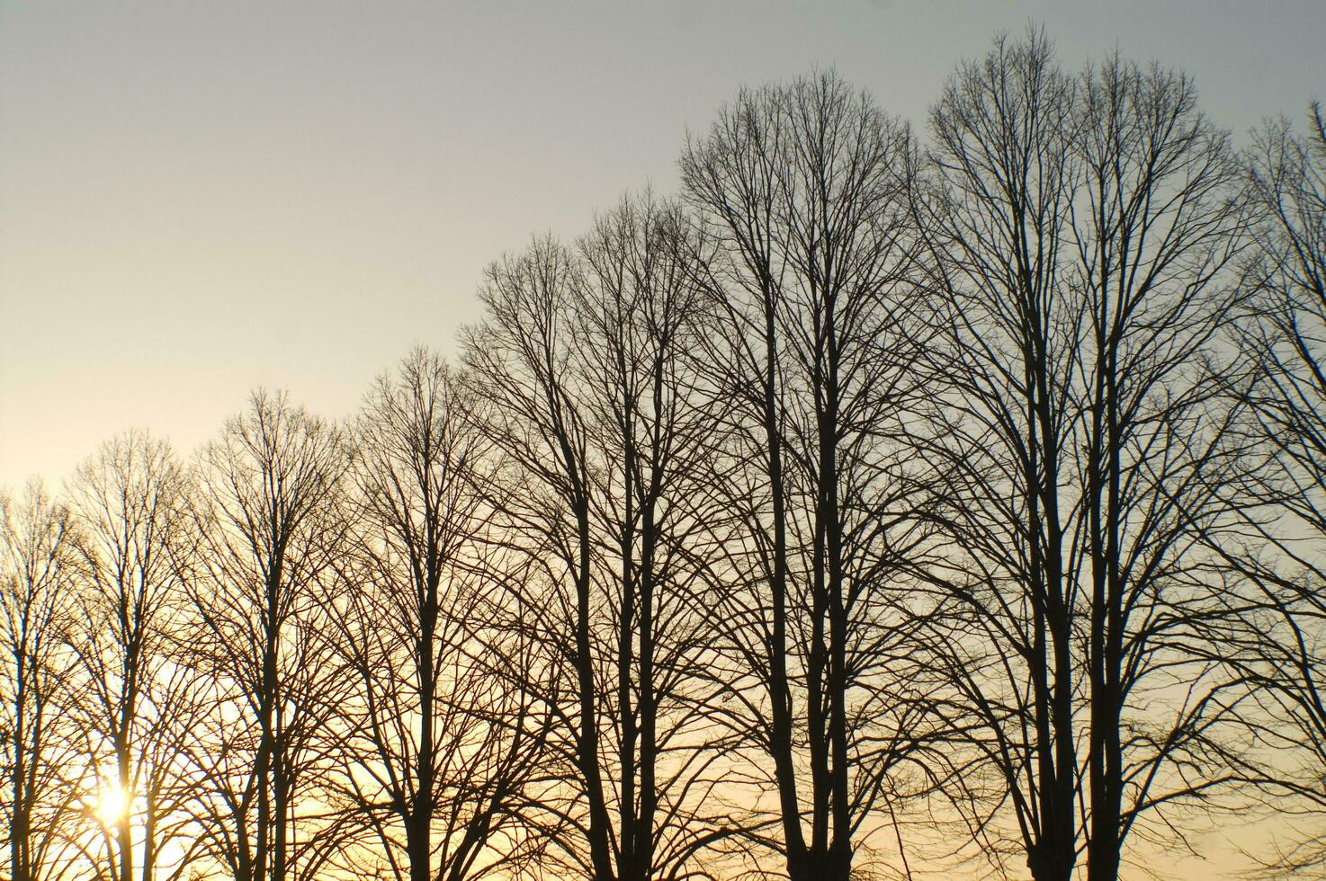 un' linea di alberi foto