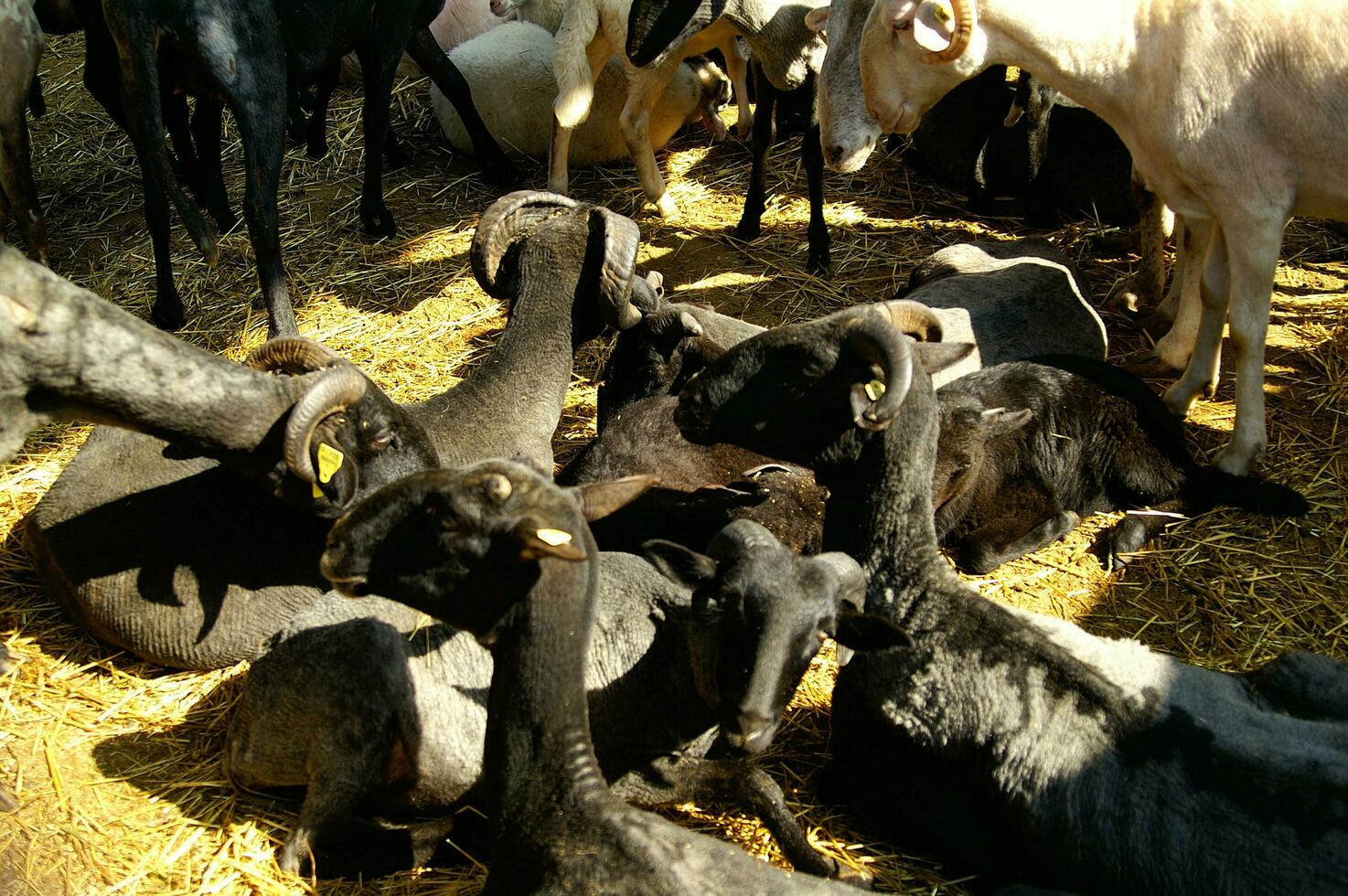 un' mandria di pecora in piedi nel un' campo foto