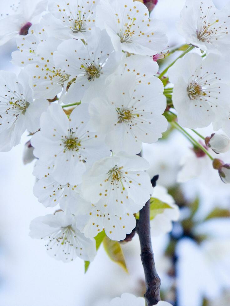 un' albero con bianca fiori contro un' blu cielo foto