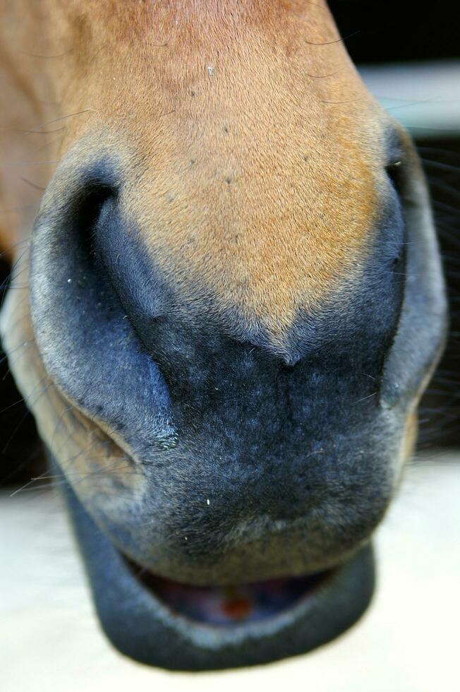 un' Marrone cavallo con bianca marcature foto