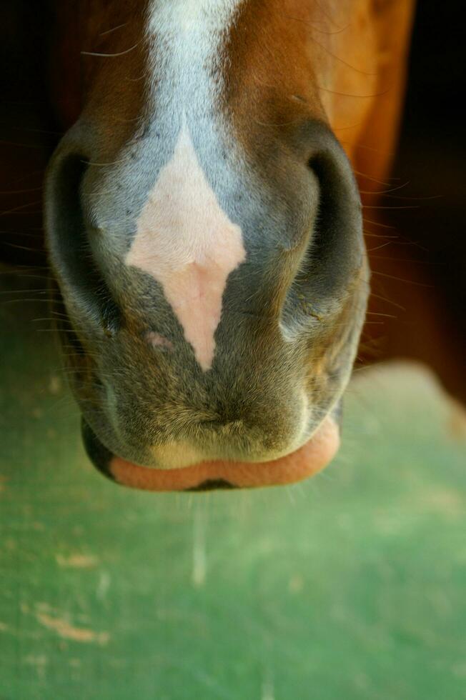 un' Marrone cavallo con bianca marcature foto