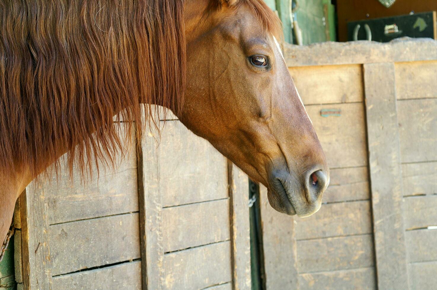 un' vicino su di un' cavalli testa foto