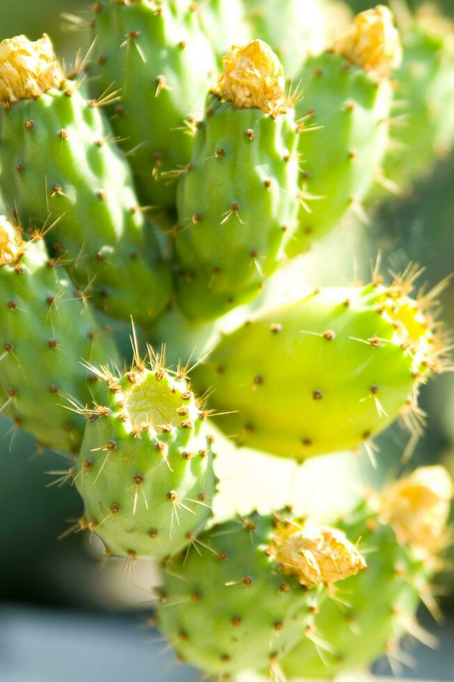 un' vicino su di un' cactus con molti verde le foglie foto