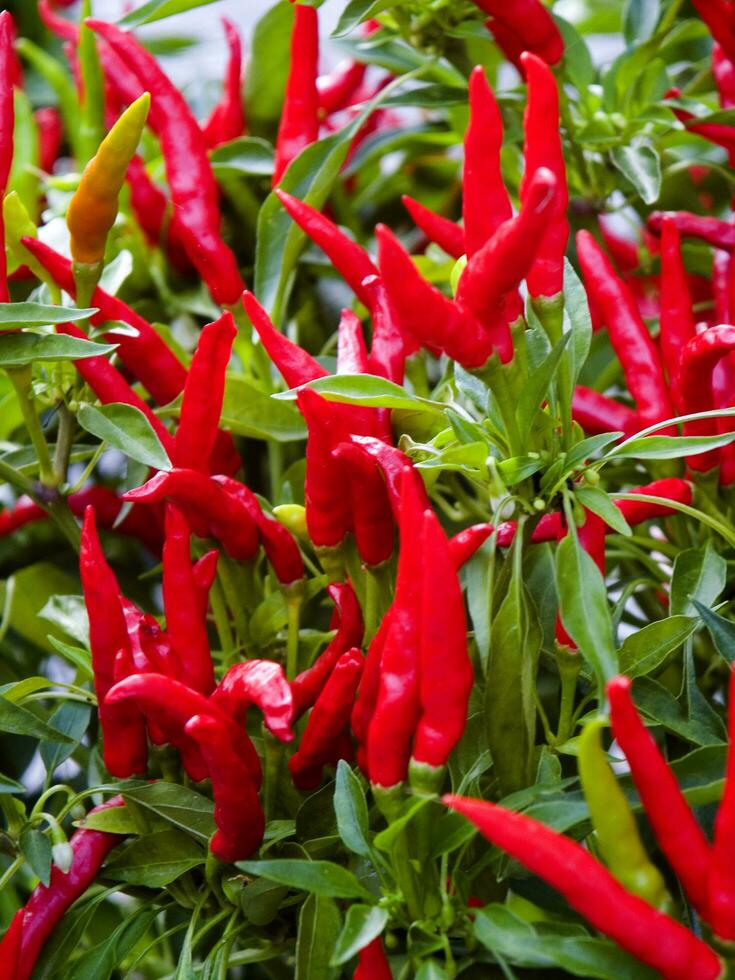 rosso chili peperoni in crescita nel un' giardino foto