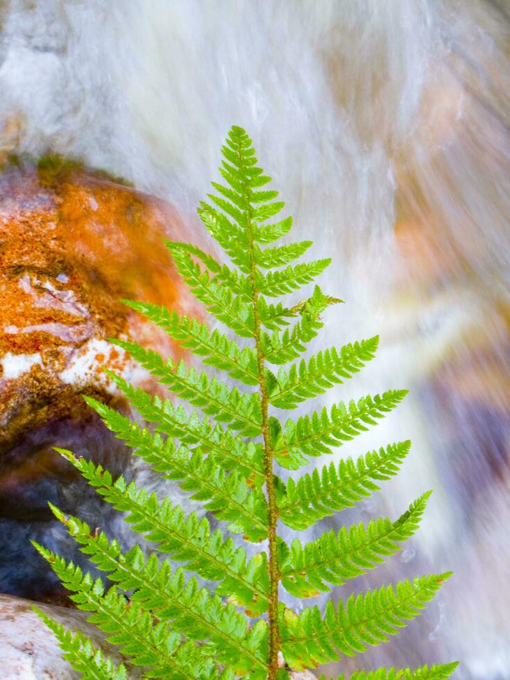 un' foglia su un' roccia nel un' ruscello foto