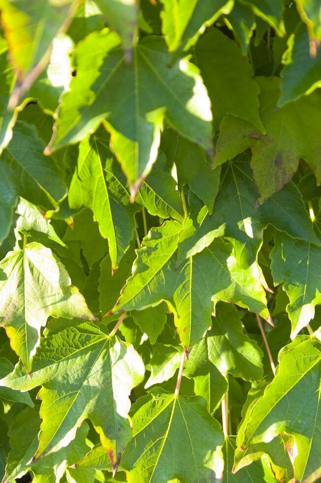 autunno le foglie su un' parete foto