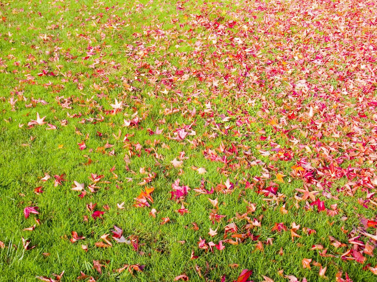 un' verde erba campo con molti le foglie su esso foto