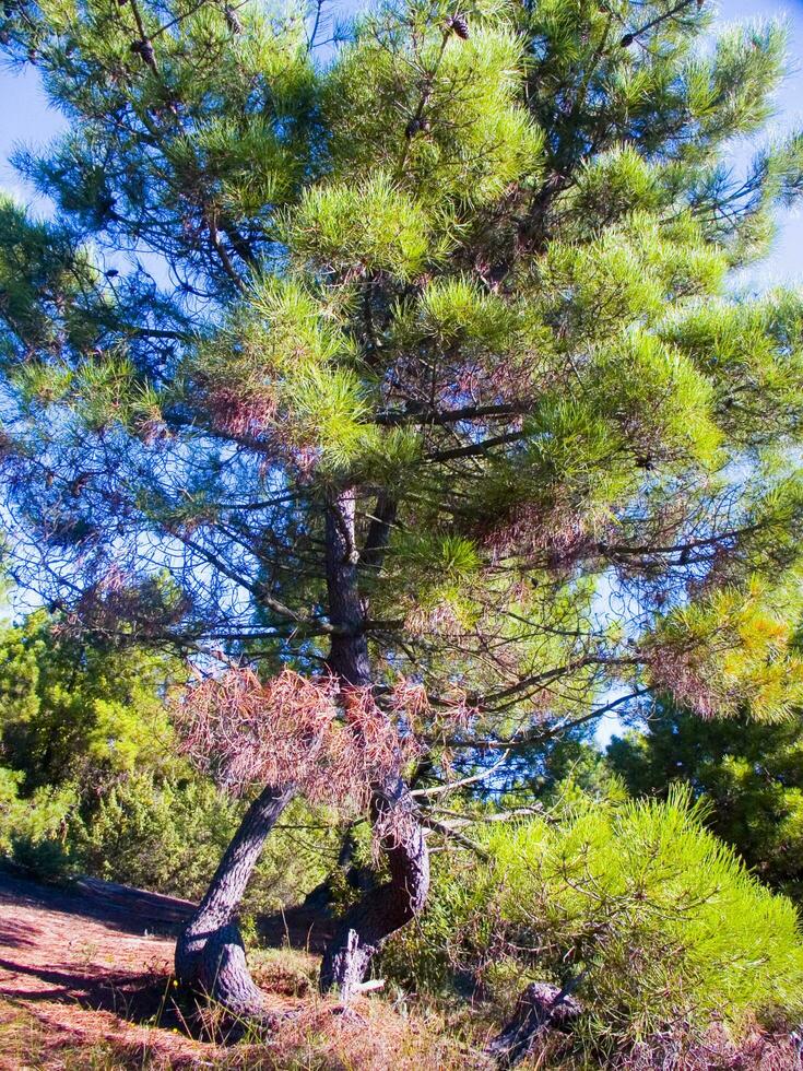 dettagli di un' pino foresta nel il mediterraneo la zona foto