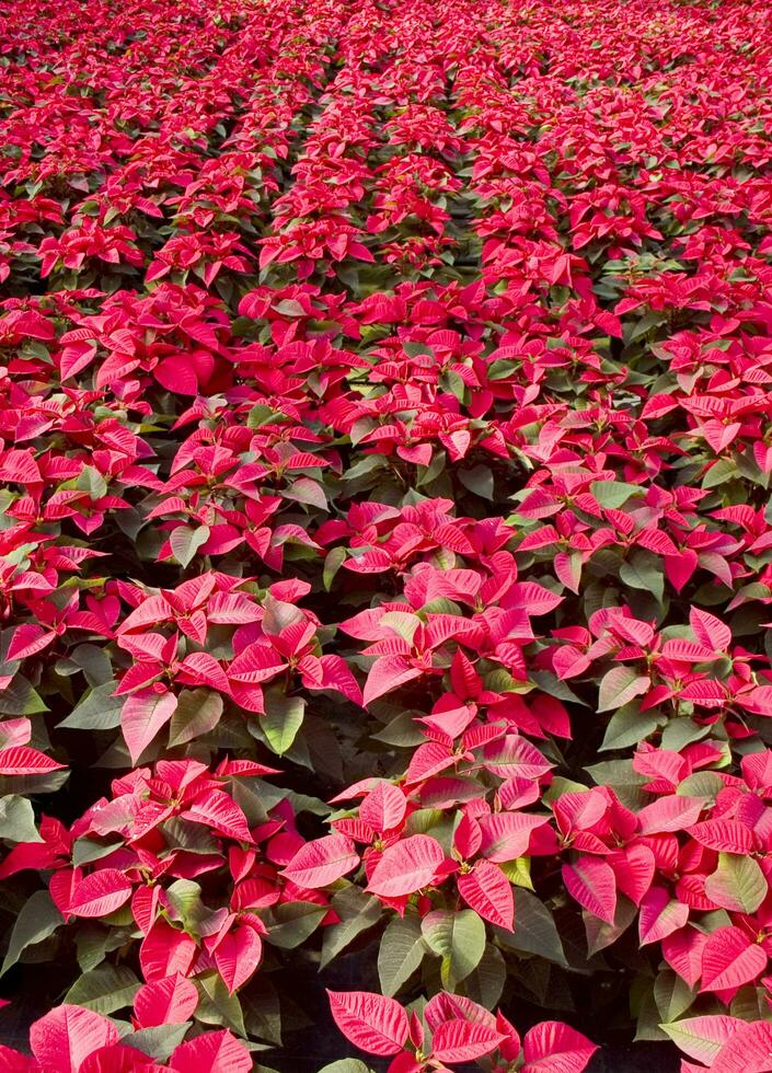 il intensivo coltivazione di il poinsettia foto