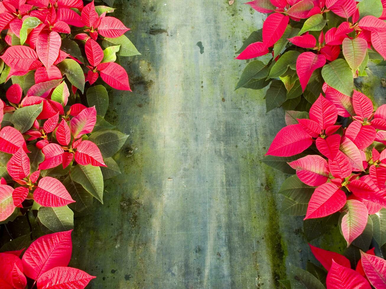 il intensivo coltivazione di il poinsettia foto