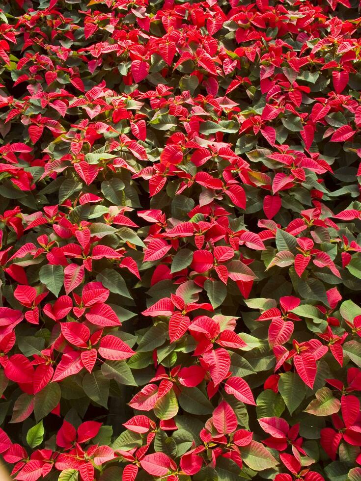 il intensivo coltivazione di il poinsettia foto