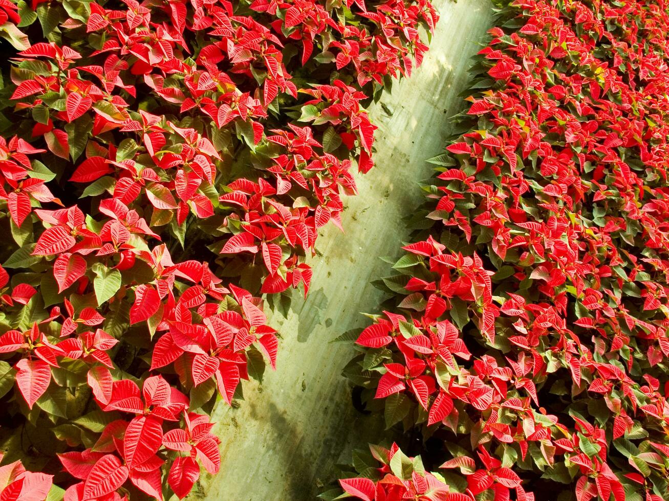 il intensivo coltivazione di il poinsettia foto