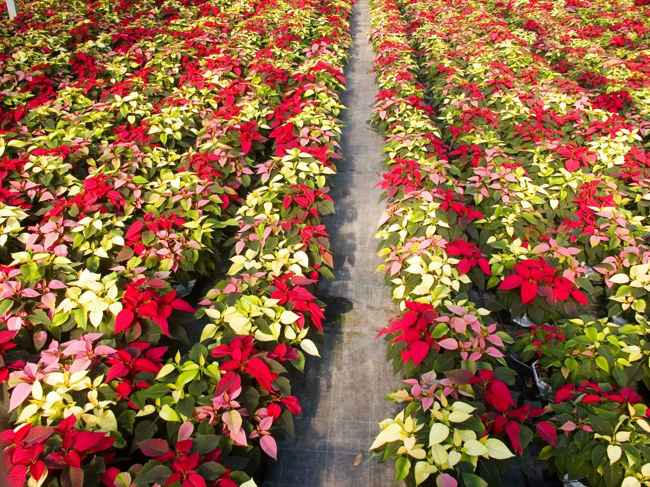 il intensivo coltivazione di il poinsettia foto