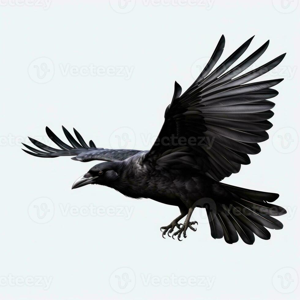 volante nero corvo isolato foto