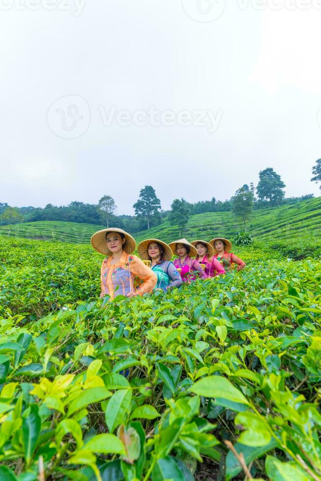 un' gruppo di tè giardino agricoltori siamo in marcia in mezzo il verde tè le foglie foto