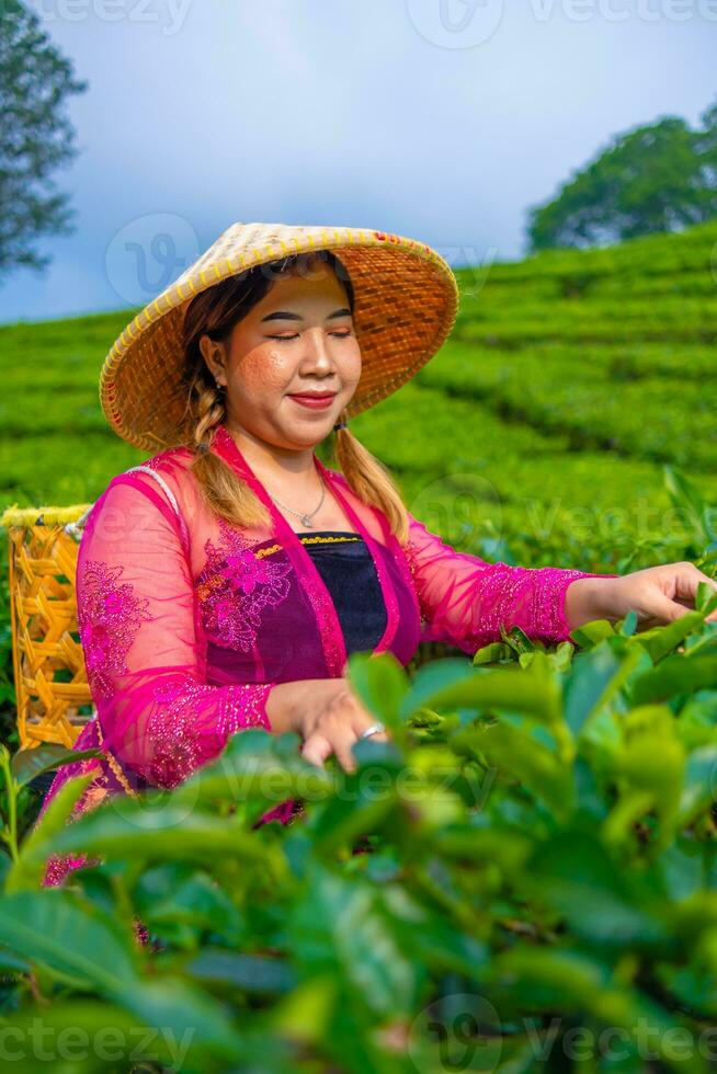un' donna nel un' tradizionale rosa vestito è raccolta tè le foglie molto allegramente foto