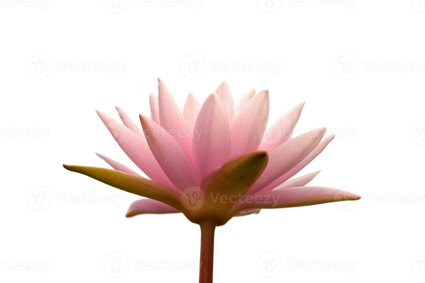 un' rosa loto fiore è mostrato su un' bianca sfondo foto
