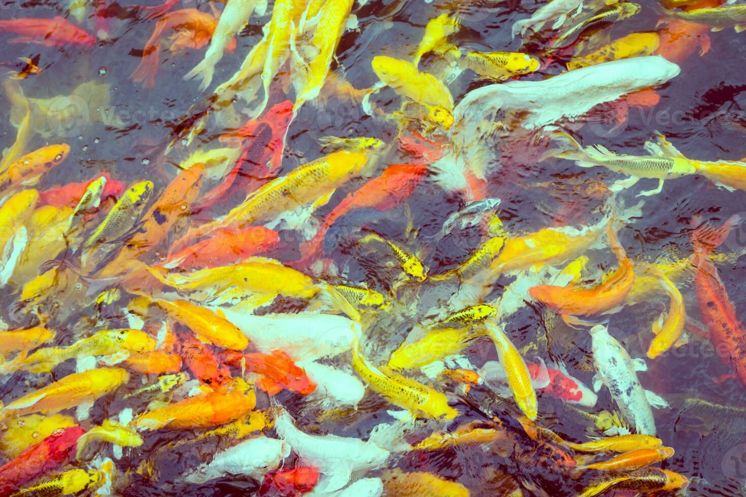 colorato koi pesce nuoto foto