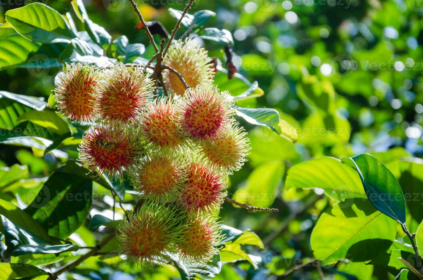 fresco biologico rambutan albero foto