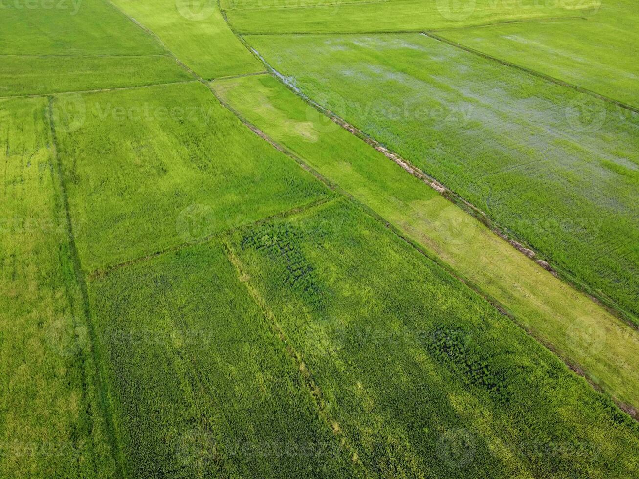 aereo fotografia, verde riso i campi nel rurale le zone, Tailandia foto