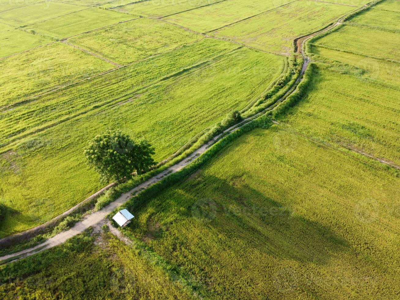 aereo fotografia, verde riso i campi nel rurale le zone, Tailandia foto